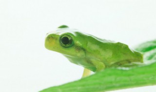 干煸青蛙怎么做好吃 干煸青蛙的做法