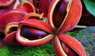 萍婆煮多久 萍婆煮多长时间才熟呢