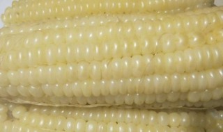 黏玉米煮多久 粘玉米煮多长时间才熟