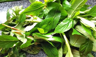 苦菜煮多久 苦菜的烹饪方法