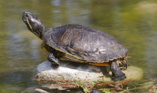 龟蛋煮多久 龟蛋烹饪的时间