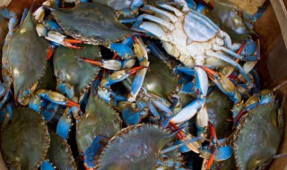 蟹要煮多久 蟹要煮多长时间才熟