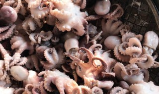 八爪煮多久 八爪需要煮多长时间呢