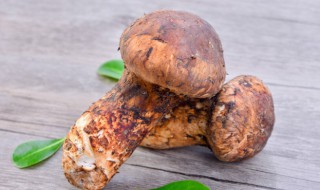 松茸煮多久才熟 松茸煮多长时间才熟呢