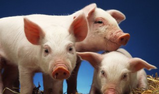 猪头煮多久 猪头需要煮多长时间呢