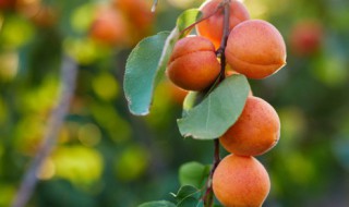 新鲜杏煮水果怎么做吃 新鲜的杏怎么做好吃