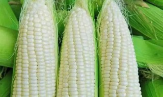 糯米玉米可以微波炉煮吗 糯米玉米能不能用微波炉煮呢