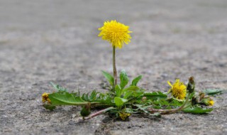 新鲜的蒲公英煮水怎么做 新鲜的蒲公英煮水的方法