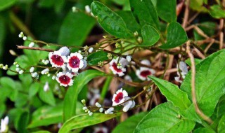 新鲜鸡屎藤煮水怎么做 新鲜鸡屎藤煮水的方法