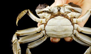 水煮大闸蟹要煮多久 煮螃蟹要煮多久