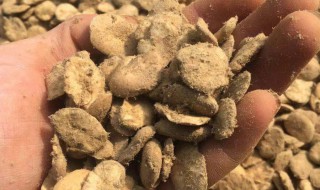 干豆瓣怎么做好吃 家常干豆瓣怎么做才好吃