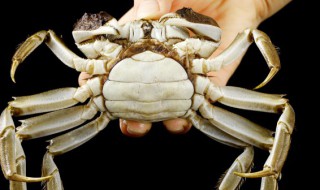 干蟹腿肉怎么做好吃 干蟹腿肉的做法介绍