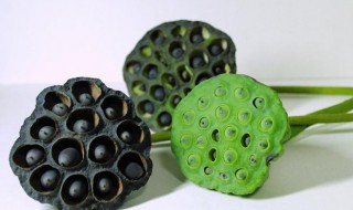 新鲜莲蓬煮水去胎毒怎么做 干莲蓬怎么煮去胎毒