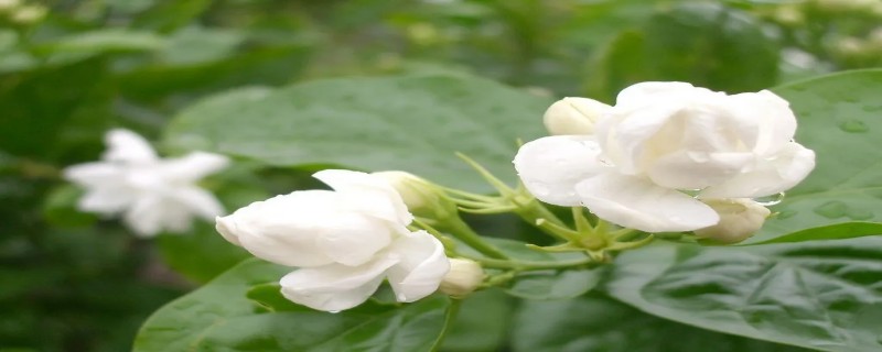 茉莉花是哪个城市的市花