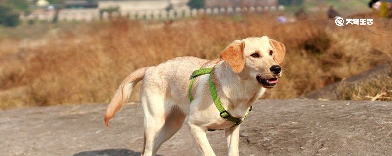 拉布拉多犬好养吗