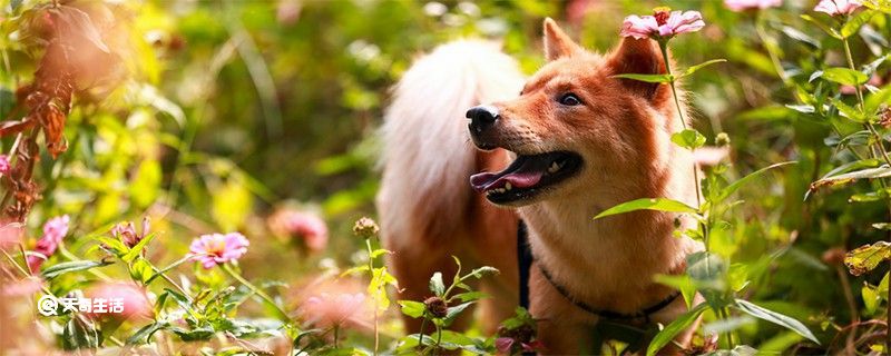 秋田犬好养吗