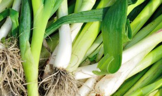 蒜苗红薯粉怎么炒好吃 蒜苗炒红薯粉的做法