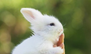 活兔怎么炒才好吃 活 兔如何炒