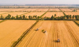 小麦壳怎么炒好吃 小麦壳如何炒好吃