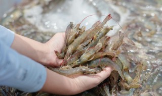 辣椒炒小虾子怎么好吃 辣椒炒小虾的做法