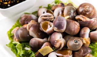 香螺需要煮多久才熟 香螺需要煮几分钟才熟