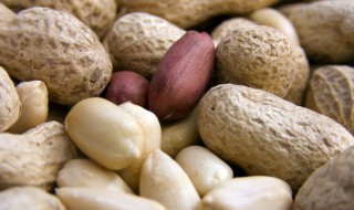 花生用啤酒炖多久会熟 啤酒炖花生的做法