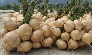 新鲜凉薯怎么保存 新鲜凉薯如何保存更好呢