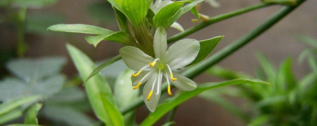 吊兰的花是什么季节开放 吊兰开花在什么季节