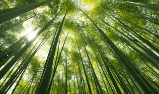 竹料需要煮多久 竹料怎么煮