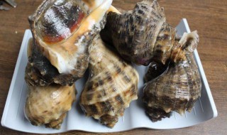 新鲜海螺吃不完怎么保存 新鲜海螺吃不完如何保存更好呢