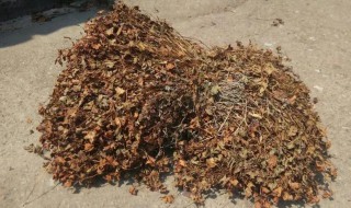 晒干鱼腥草需要煮多久 晒干鱼腥草需要煮多长时间