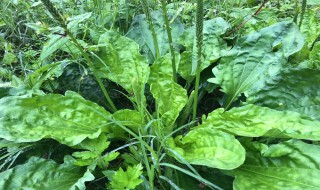 车前草煮水喝需要煮多久 车前草煮水喝需要煮多长时间