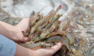 罗宋虾需要煮多久 罗宋虾需要煮多长时间