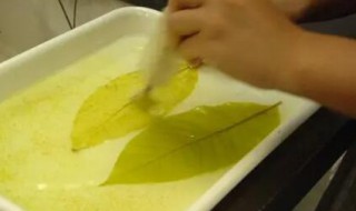 做叶脉标本需要煮多久 做叶脉标本需要煮多长时间