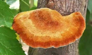 桑黄搭配什么炖汤最佳呢 桑黄搭配哪些东西炖汤最佳呢