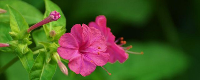 紫茉莉花是在什么季节开放 紫茉莉花是哪个季节开放的呢