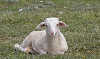 生的羊奶需要煮多久 生的羊奶煮的时间