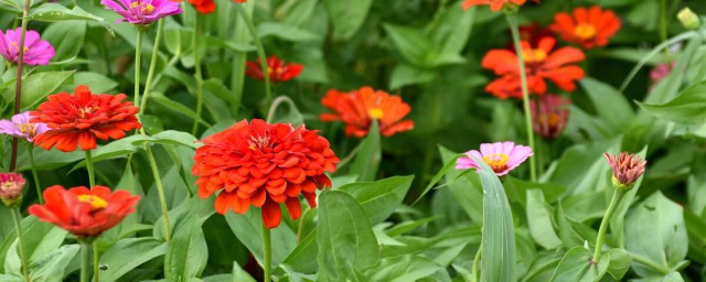 百日草花什么季节开放 百日草花在哪个季节开放呢