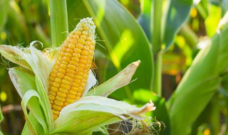 煮玉米和紫薯需要多久 煮玉米和紫薯需要多长时间