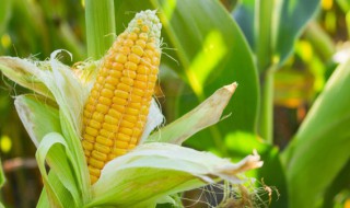 新鲜采摘的玉米怎么保存 新鲜采摘的玉米如何保存呢