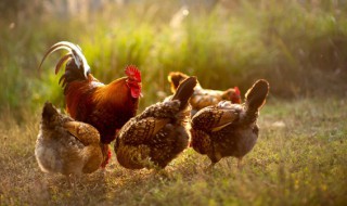 湛江隔水蒸鸡的做法和配料 湛江隔水蒸鸡的做法介绍