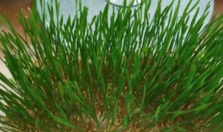 小麦苗需要煮多久 小麦苗需要煮多长时间