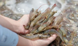新鲜虾放冰箱怎么样保存 新鲜虾放冰箱如何保存更好