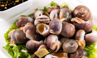 煮香螺需要多久能熟 煮香螺需要几分钟才能熟呢