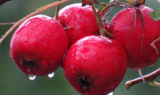 新鲜的红果可以冷冻保存吗 新鲜的红果能不能冷冻保存呢