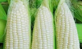 糯玉米需要煮多久 糯玉米需要煮多长时间呢