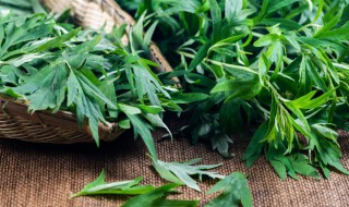 新鲜艾草泡脚怎么做 艾草泡脚的方法