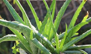 新鲜的芦荟花怎么做煮水喝 新鲜的芦荟花如何做煮水喝