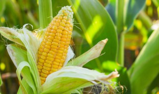 煮玉米需要煮多久 煮玉米需要煮多长时间才能熟