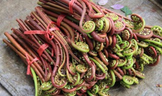 新鲜的蕨菜怎么做 新鲜的蕨菜如何做好吃